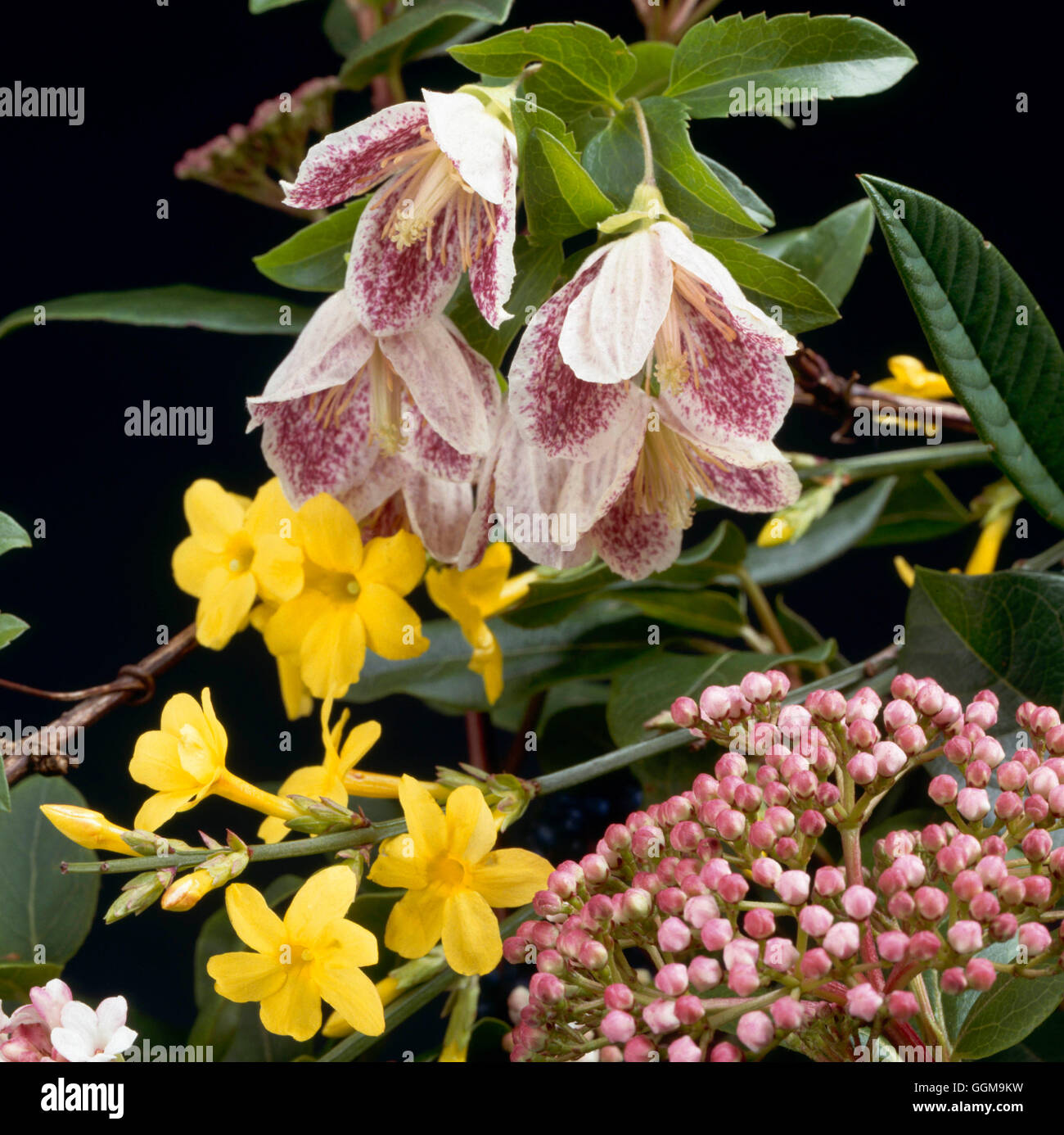 Winter Flowers - Clematis cirrhosa `Freckles' with Jasminum nudiflorum and Viburnum tinus `Eve Price'   WIN073225  Com Stock Photo